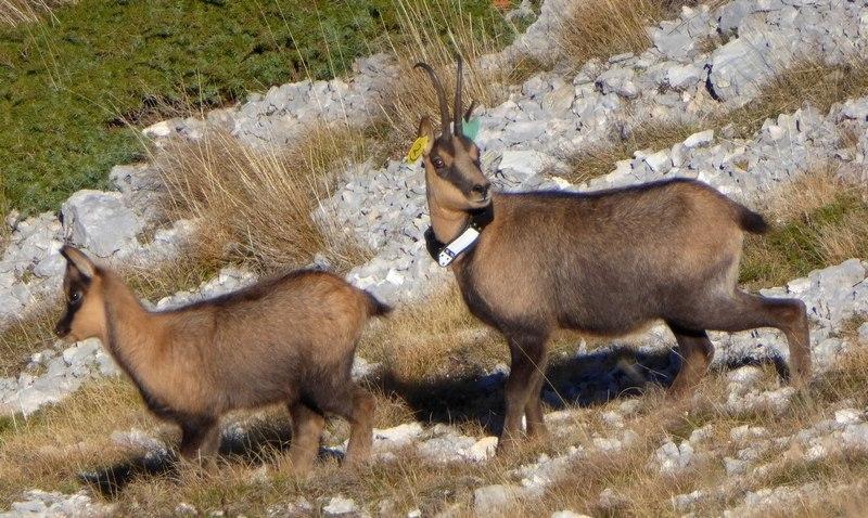 Gamuza De Los Abruzzos