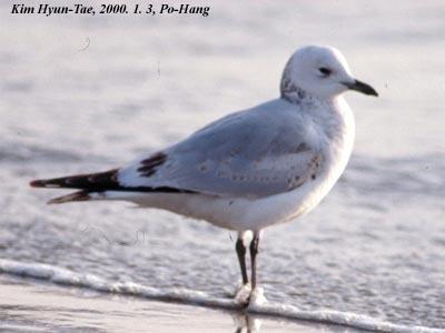 Gaviota Relicta