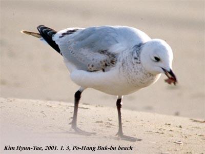 Gaviota Relicta