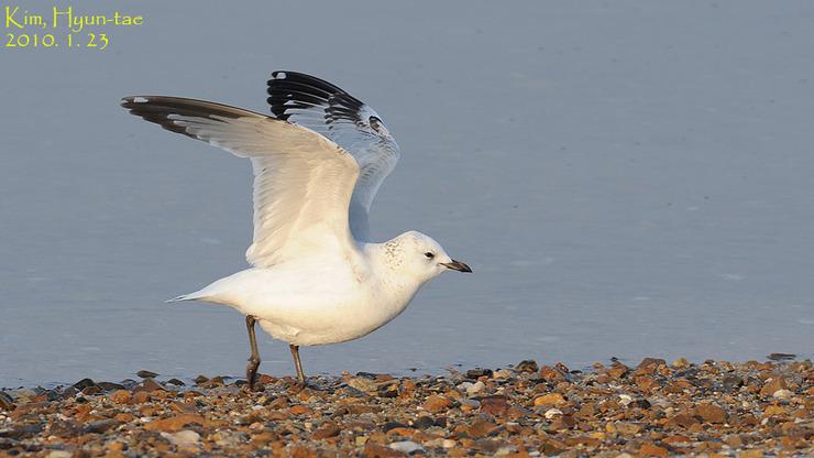 Gaviota Relicta