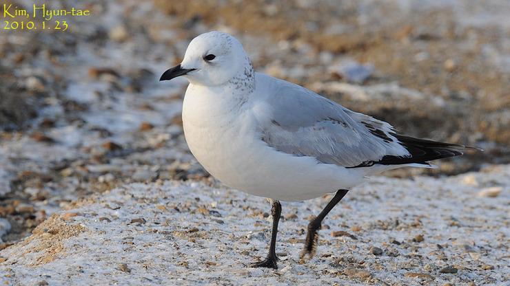 Gaviota Relicta