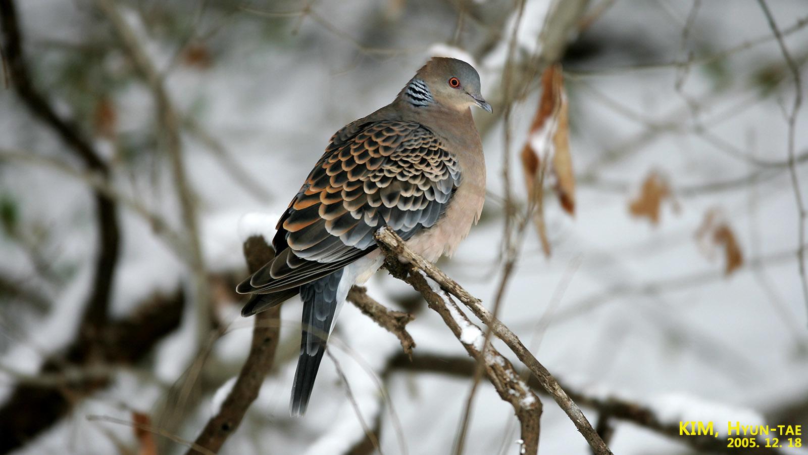 Oriental Turtle-Dove