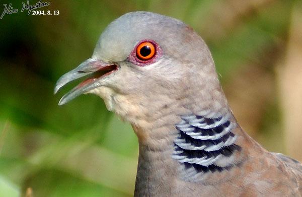 Oriental Turtle-Dove