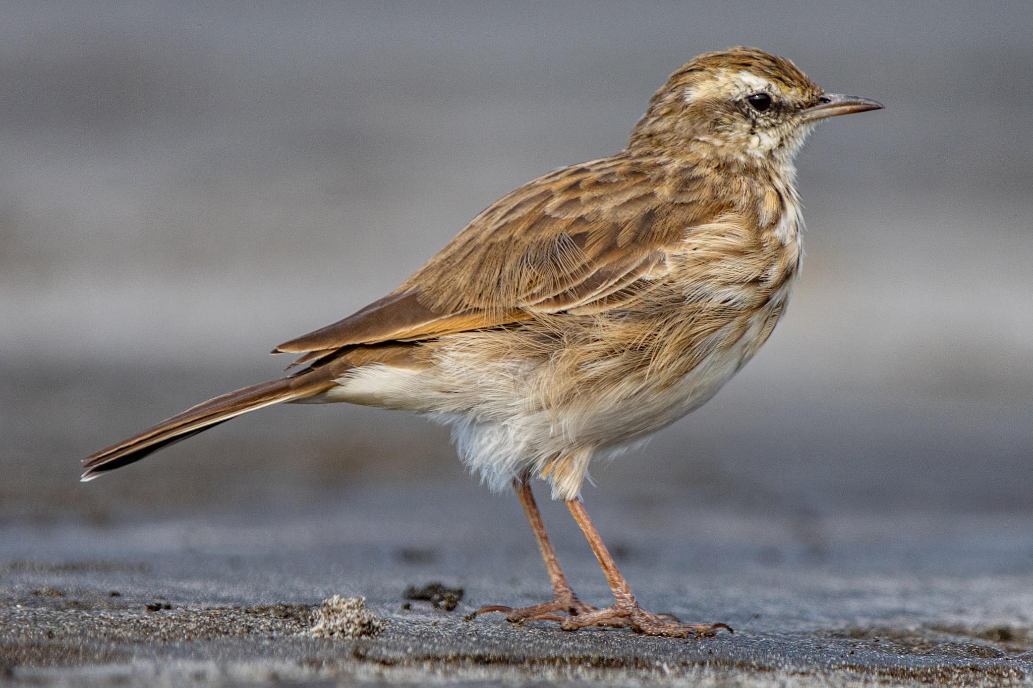 Anthus novaeseelandiae