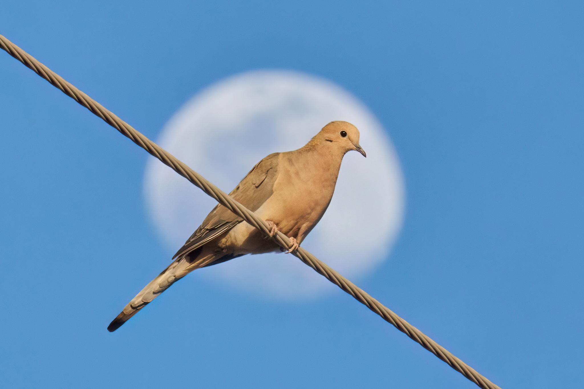 Palomas, tortolitas y coquitas