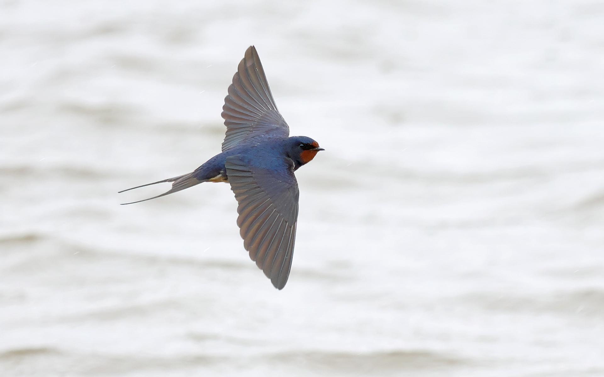 Golondrina tijereta