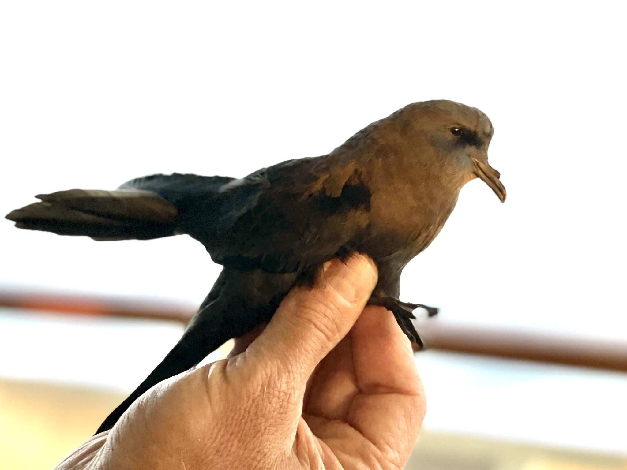 Golondrina de mar negra