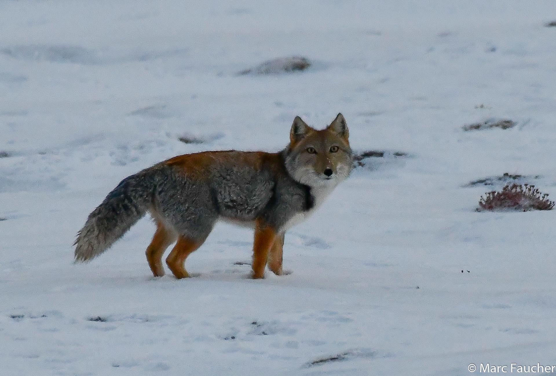 Tibetan Fox