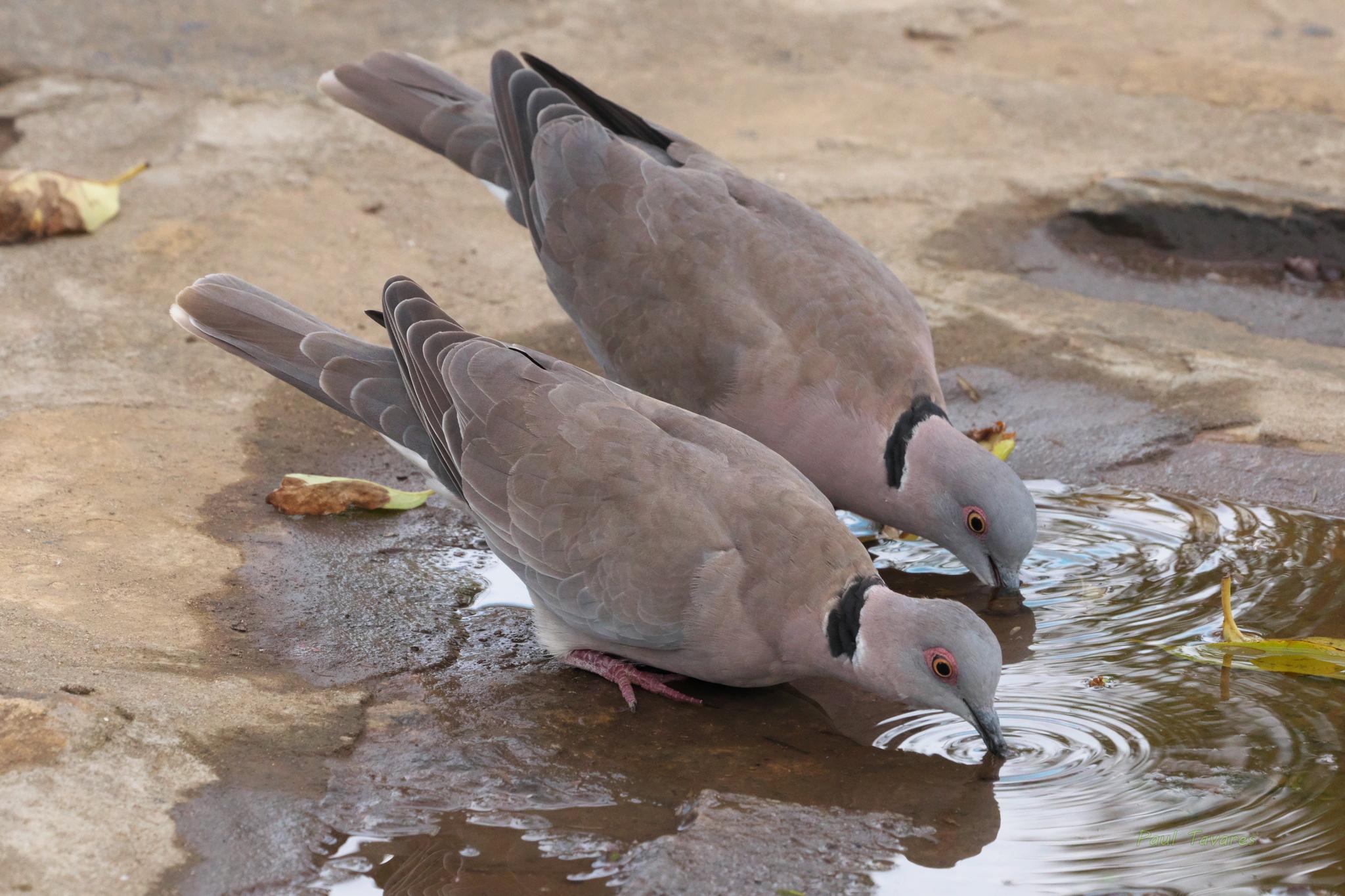 Mourning Collared Dove