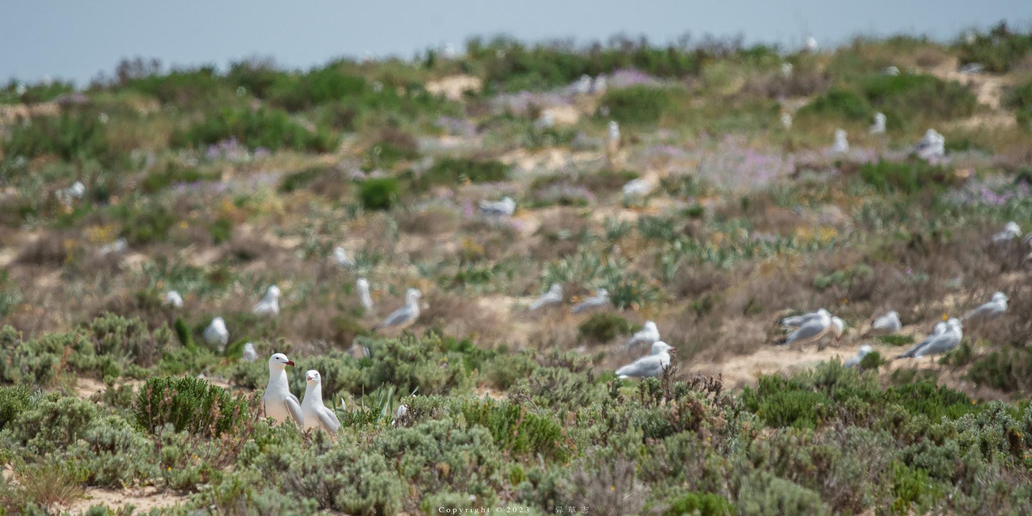 Gaviota de Audouin