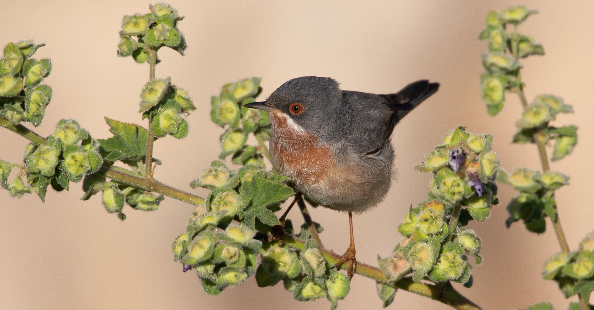 Eastern Subalpine Warbler