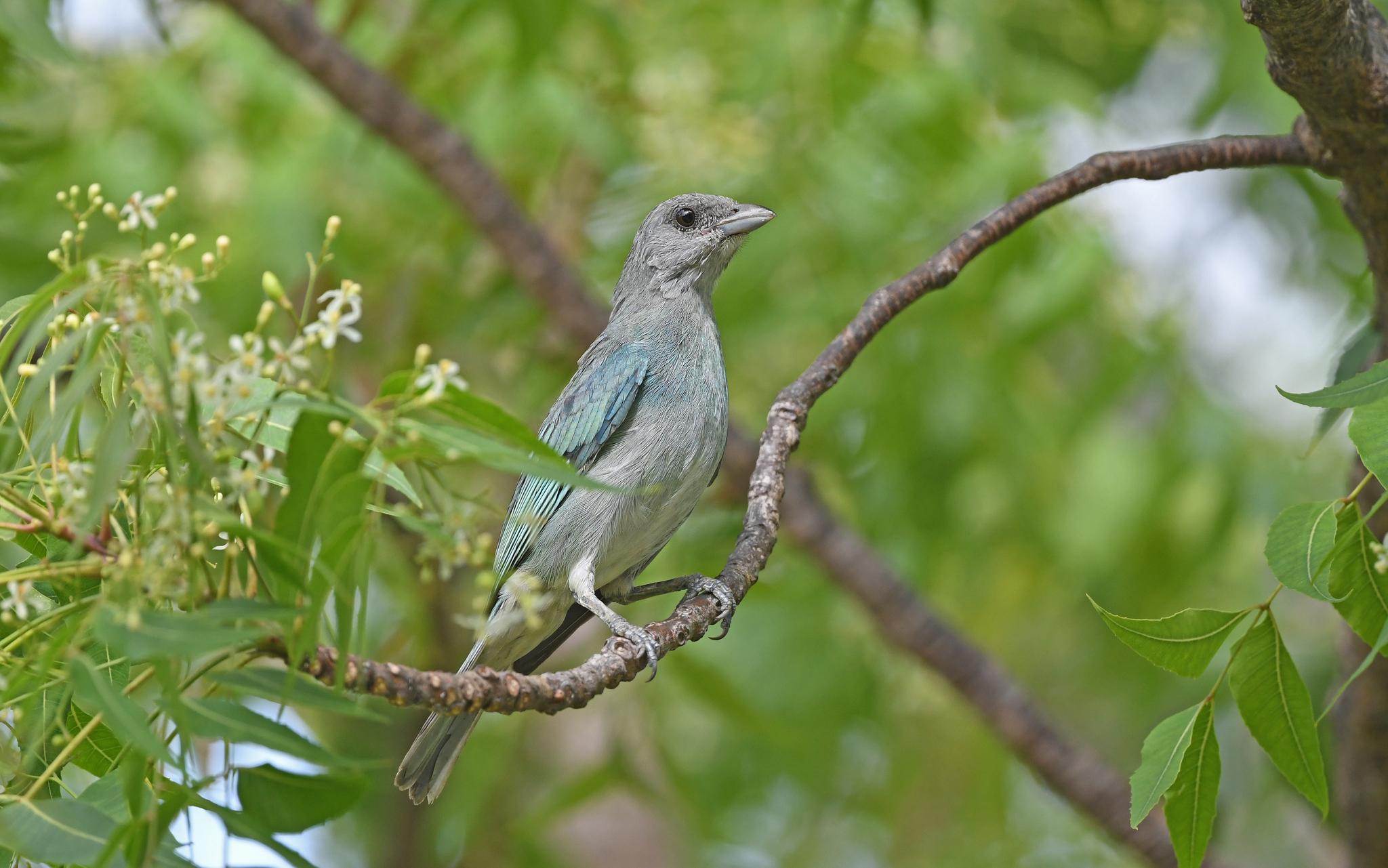 Glaucous Tanager