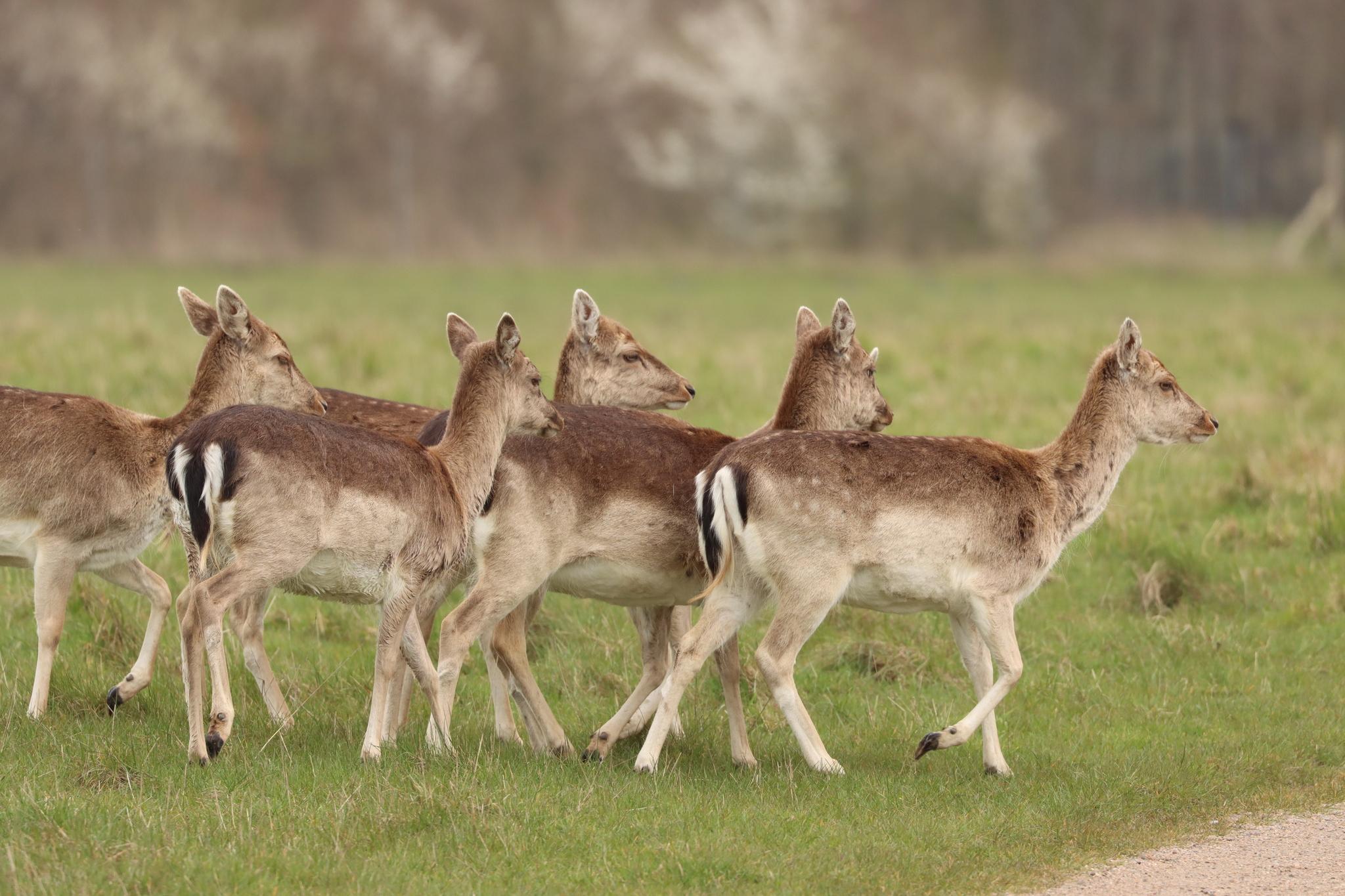 Gamo europeo