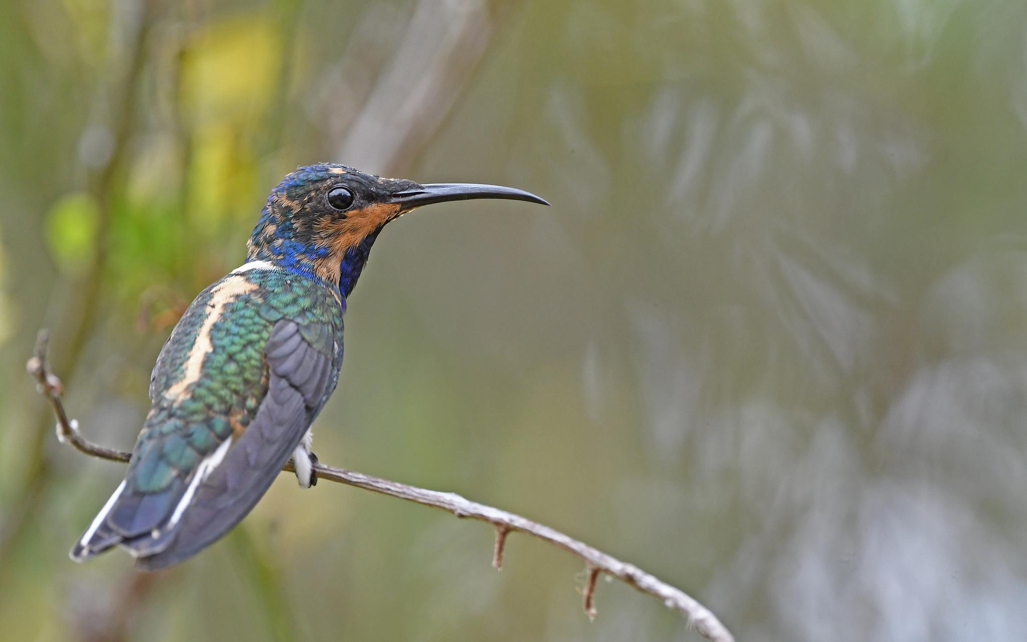 White-necked Jacobin