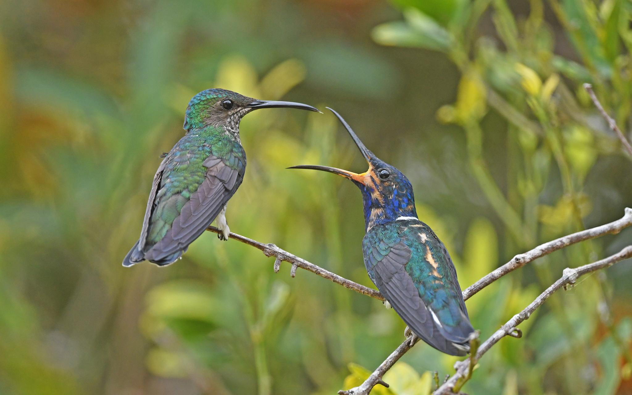 White-necked Jacobin