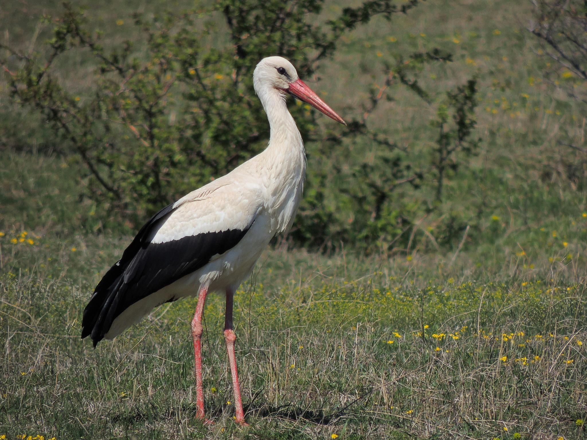 Cigüeña blanca