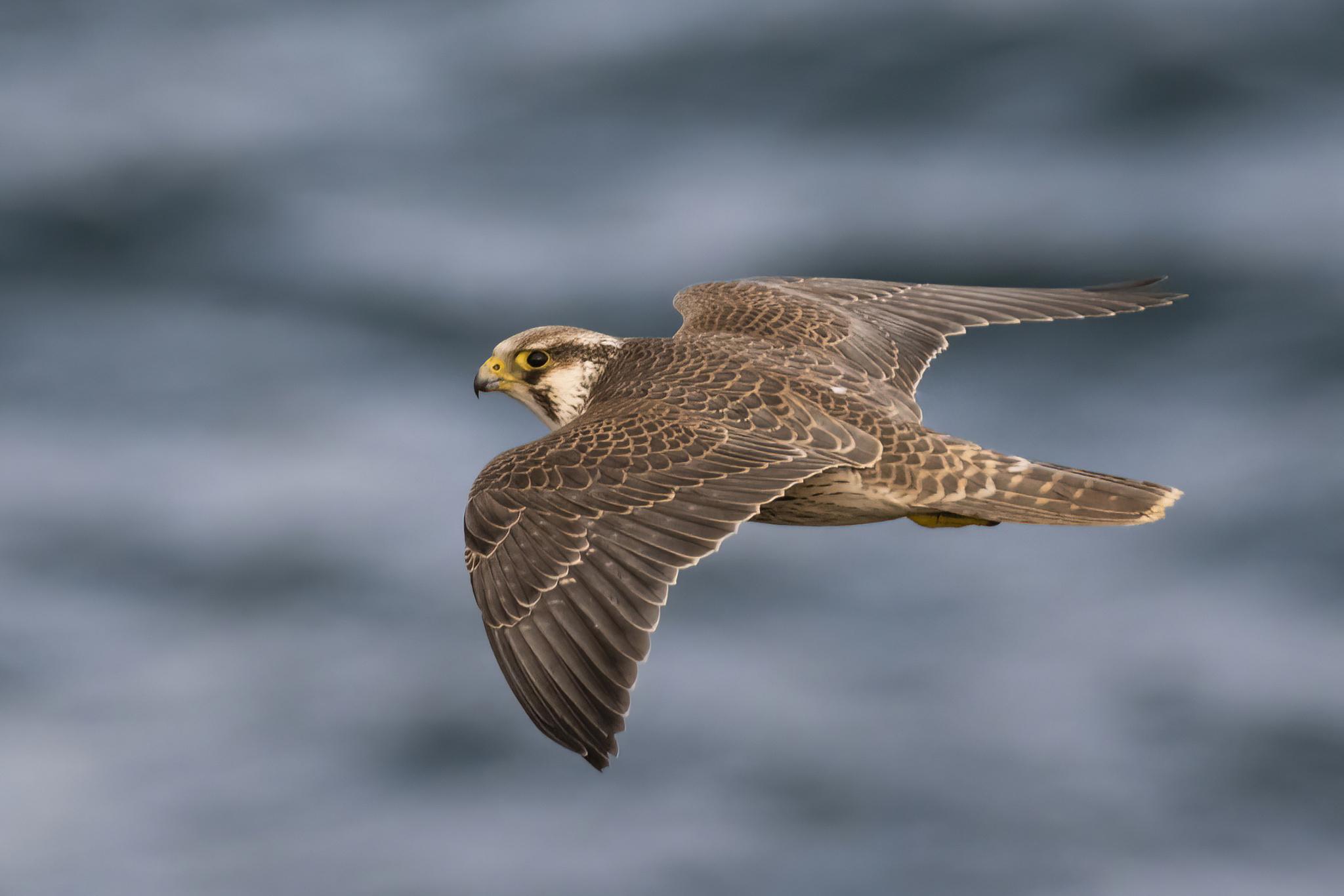Halcón Peregrino