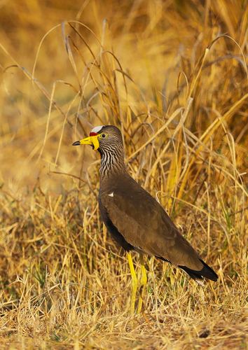 Avefría senegalesa