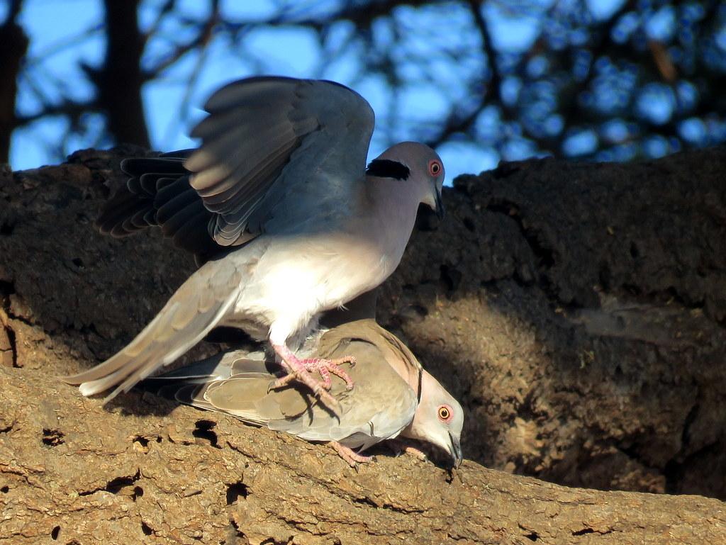 Mourning Collared Dove