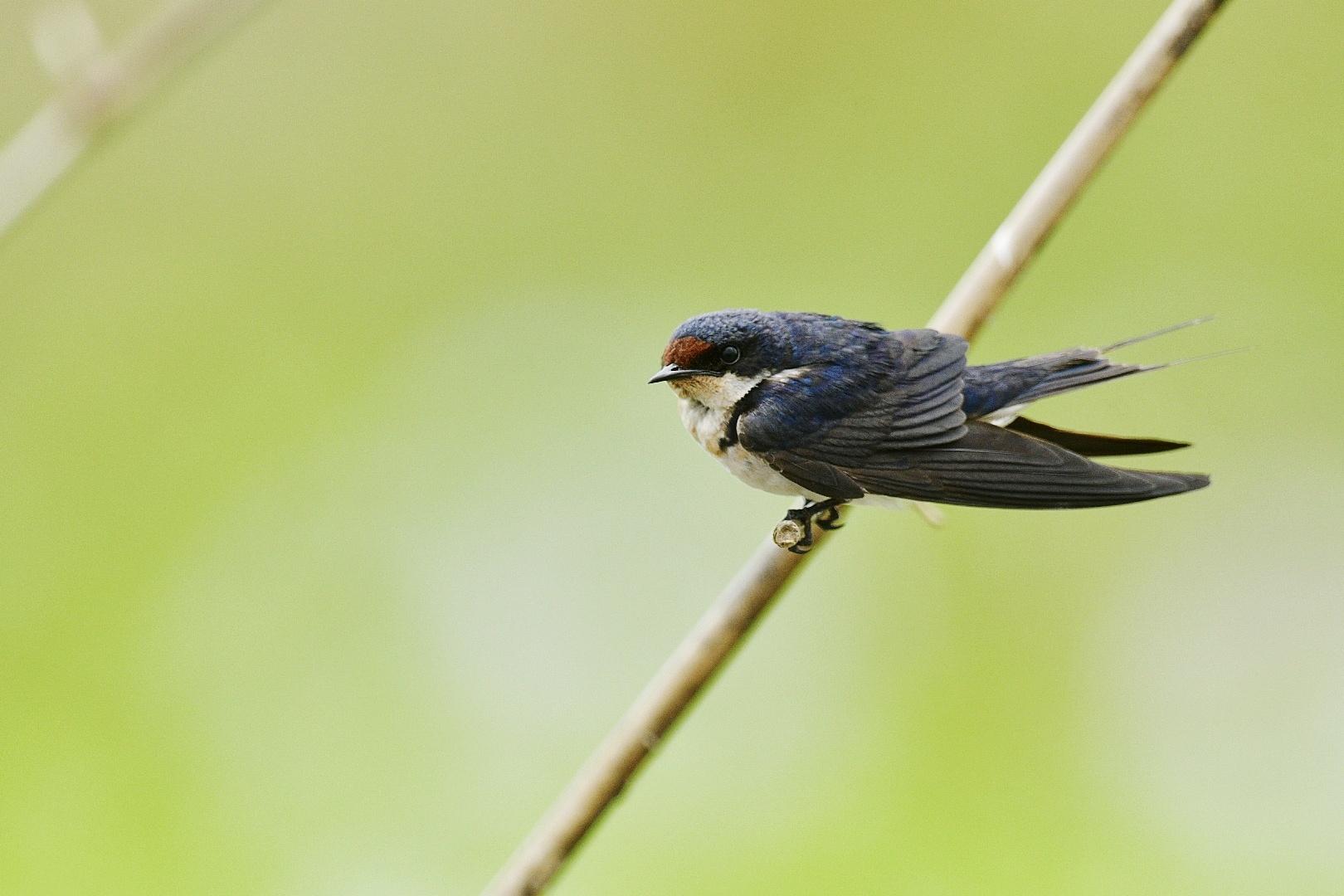 Golondrina Etiópica