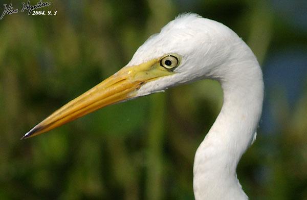 Medium Egret