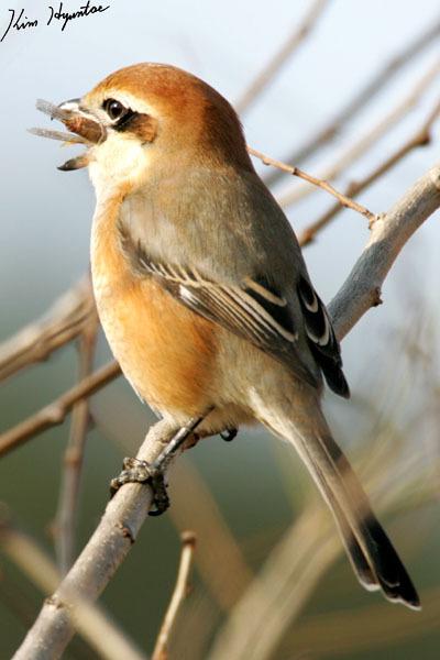 Bull-headed Shrike