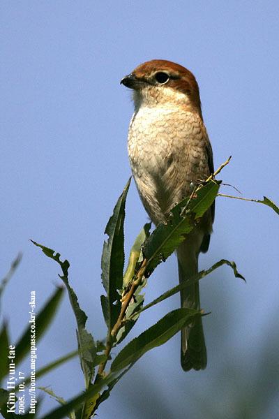 Bull-headed Shrike