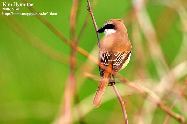 Brown Shrike