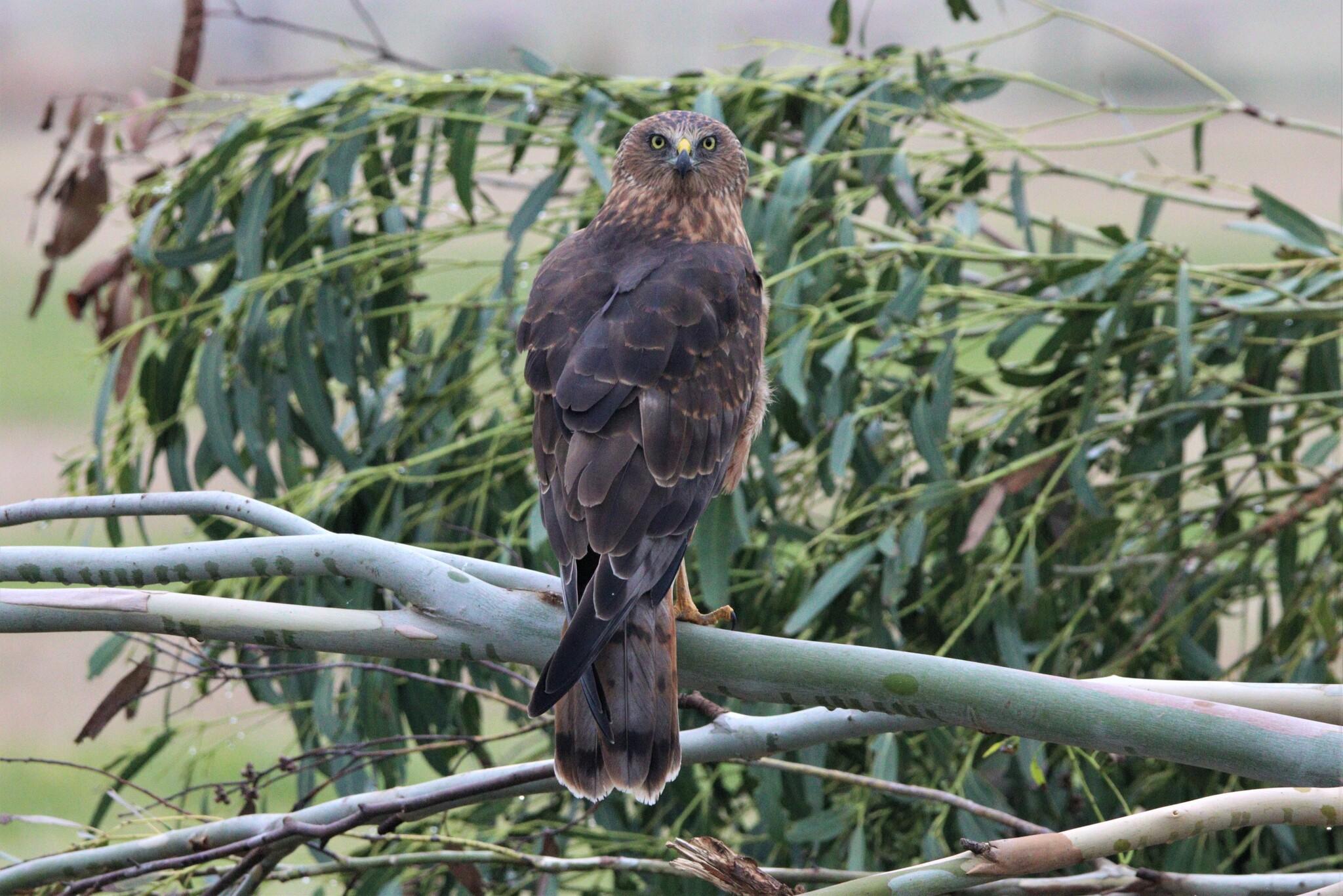 Aguilucho lagunero del Pacífico