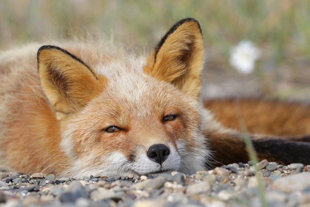 Red Fox