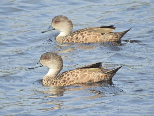 Grey Teal