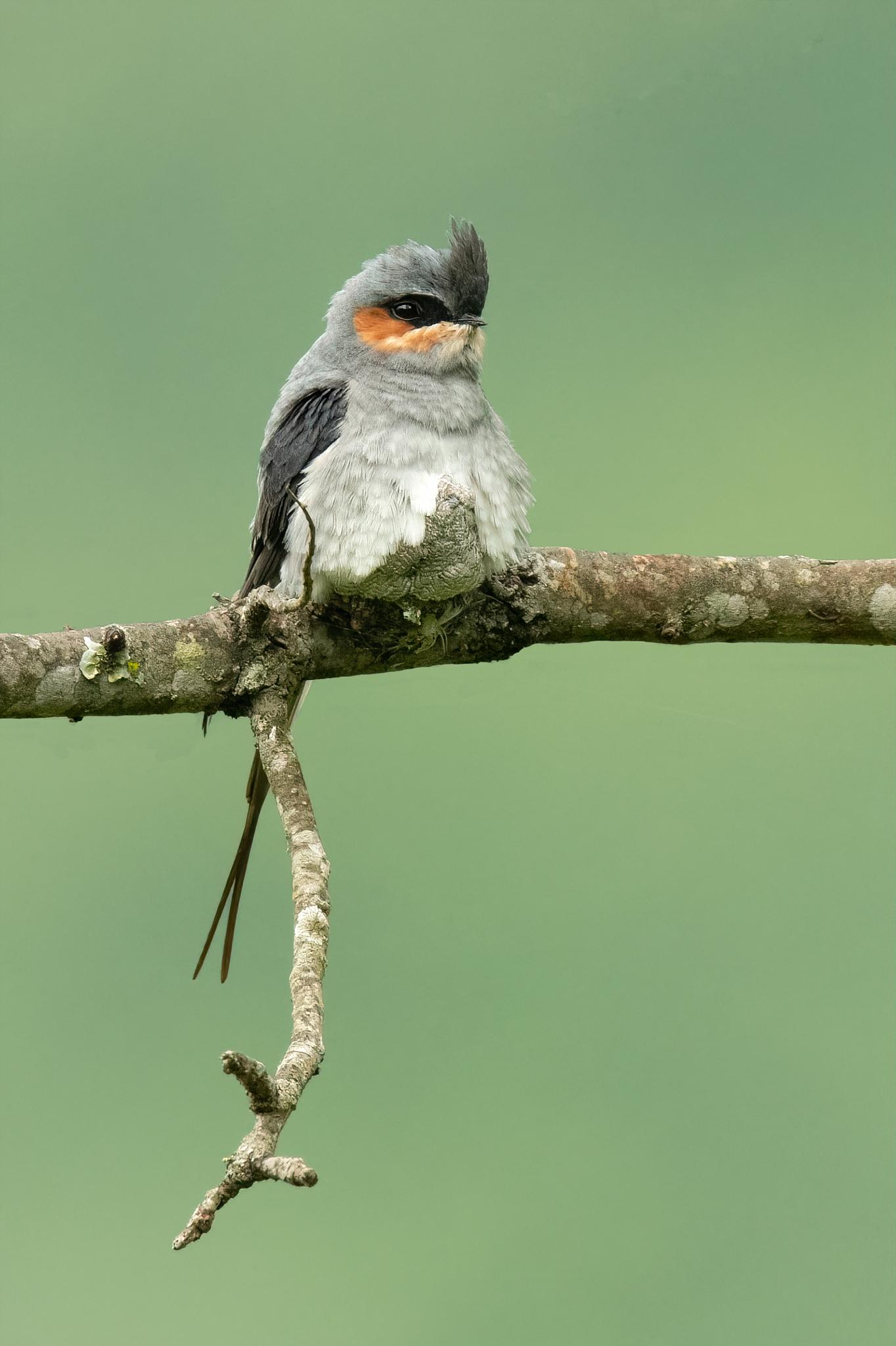 Colibríes y vencejos