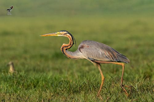 Purple Heron