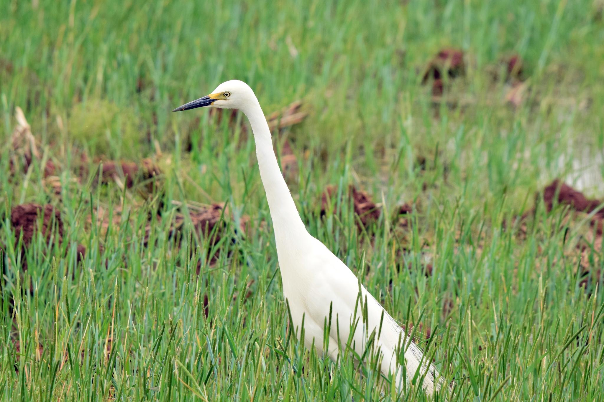 Medium Egret