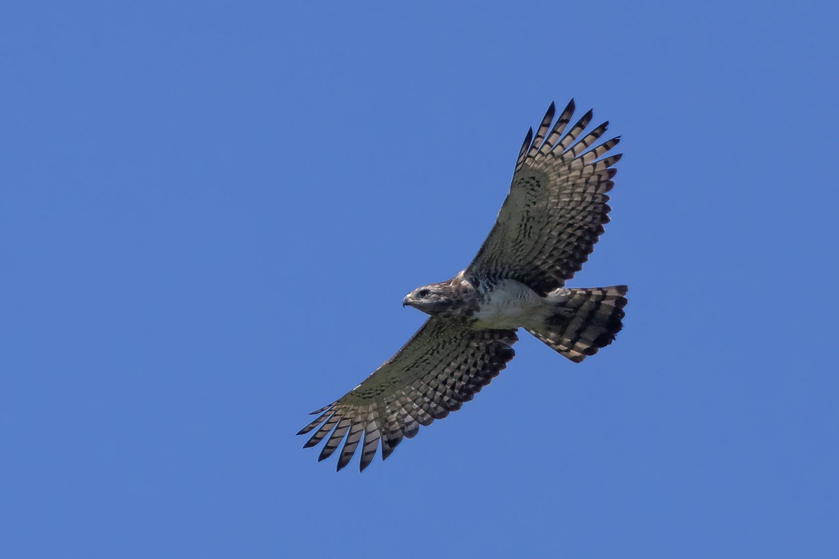 Culebrera barreada