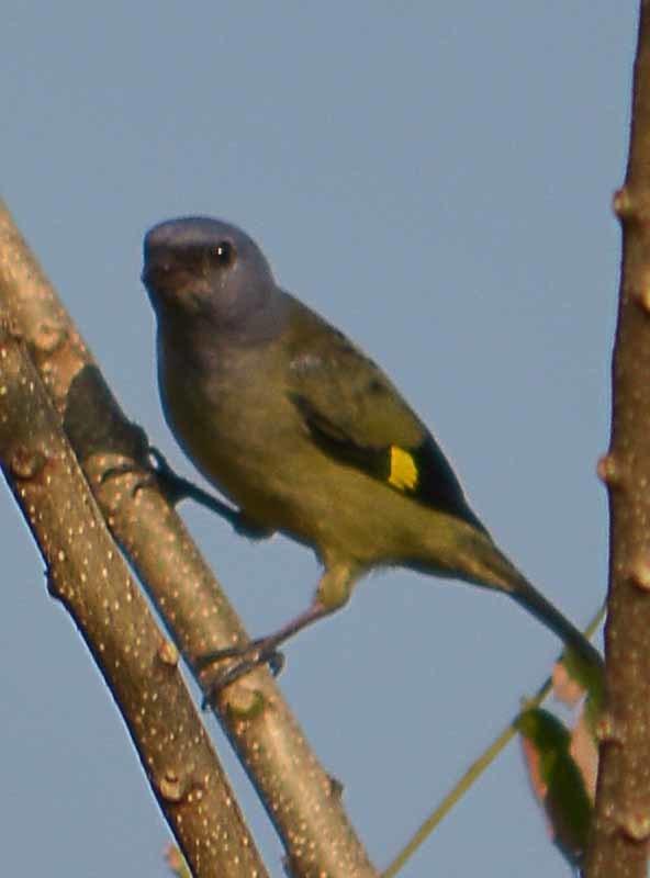 Yellow-winged Tanager
