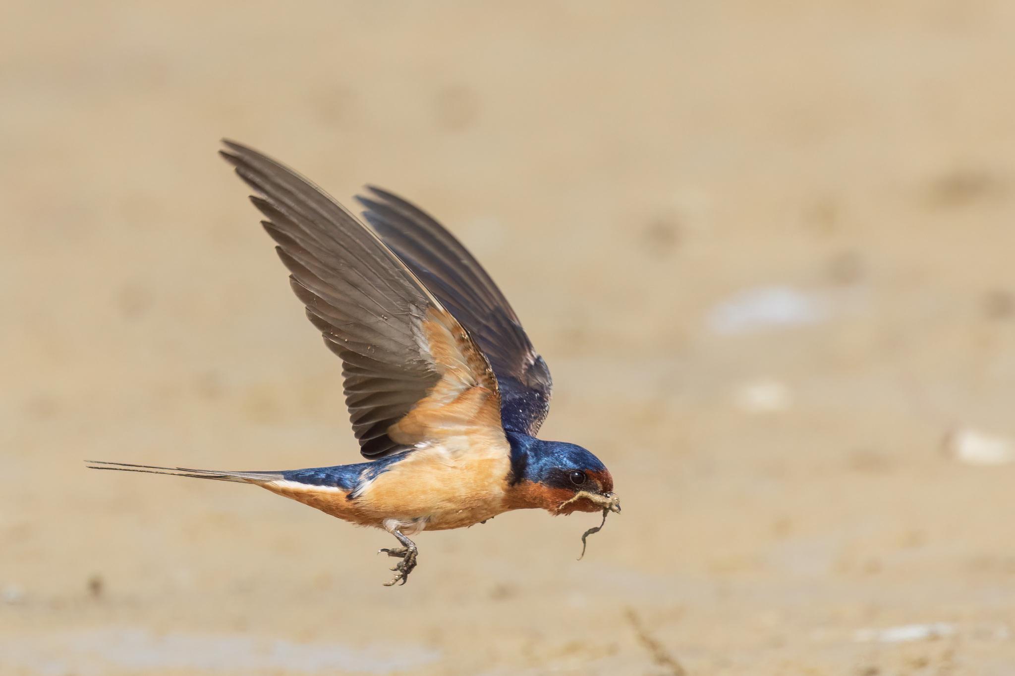 Golondrina tijereta