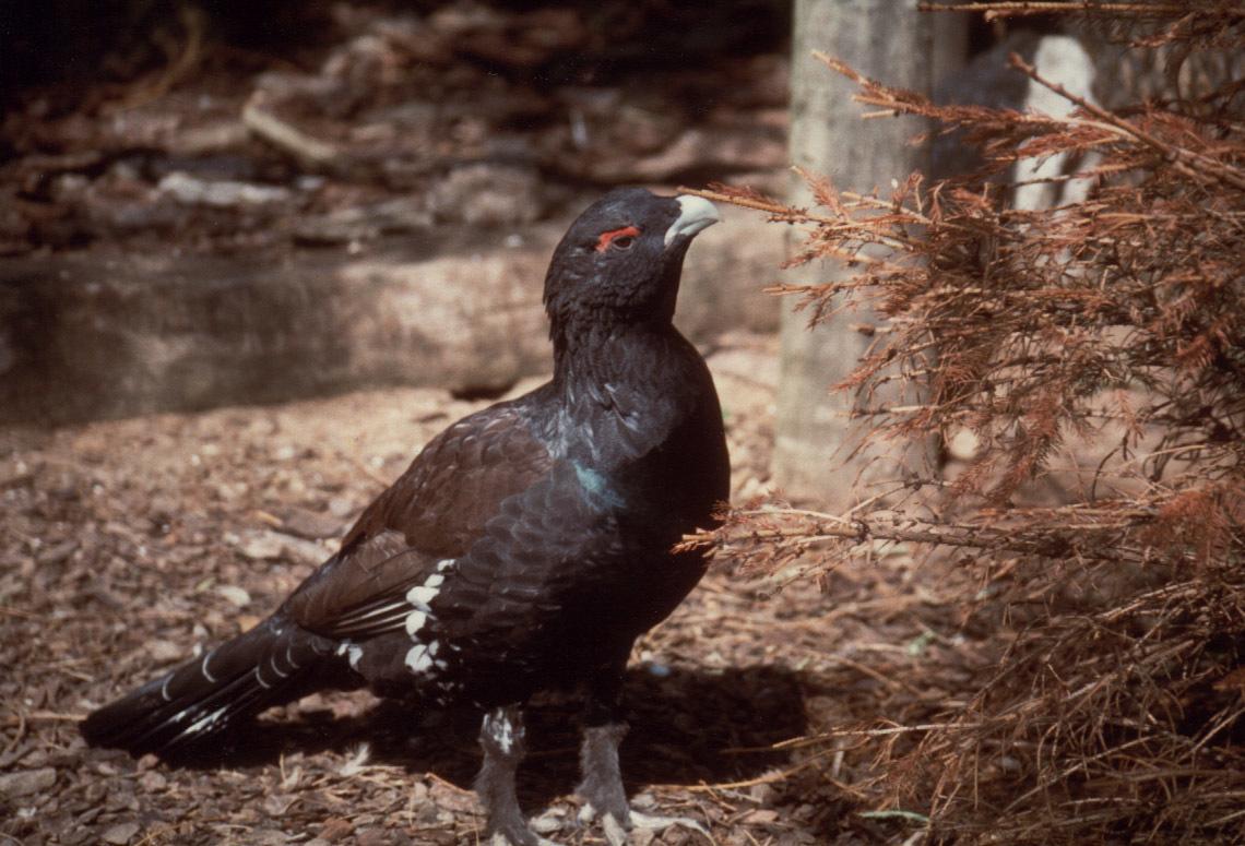 Urogallo Común