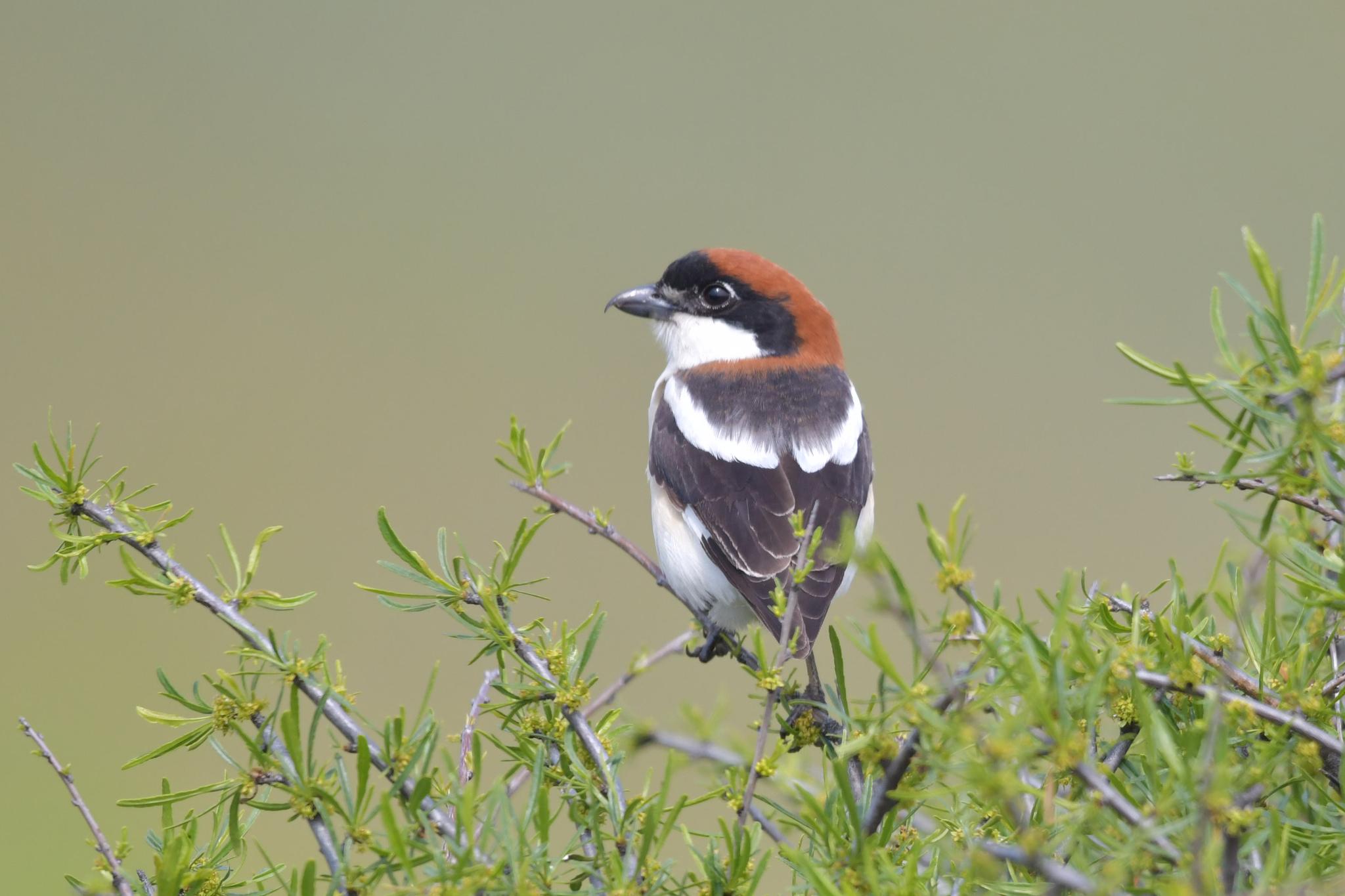 Woodchat Shrike