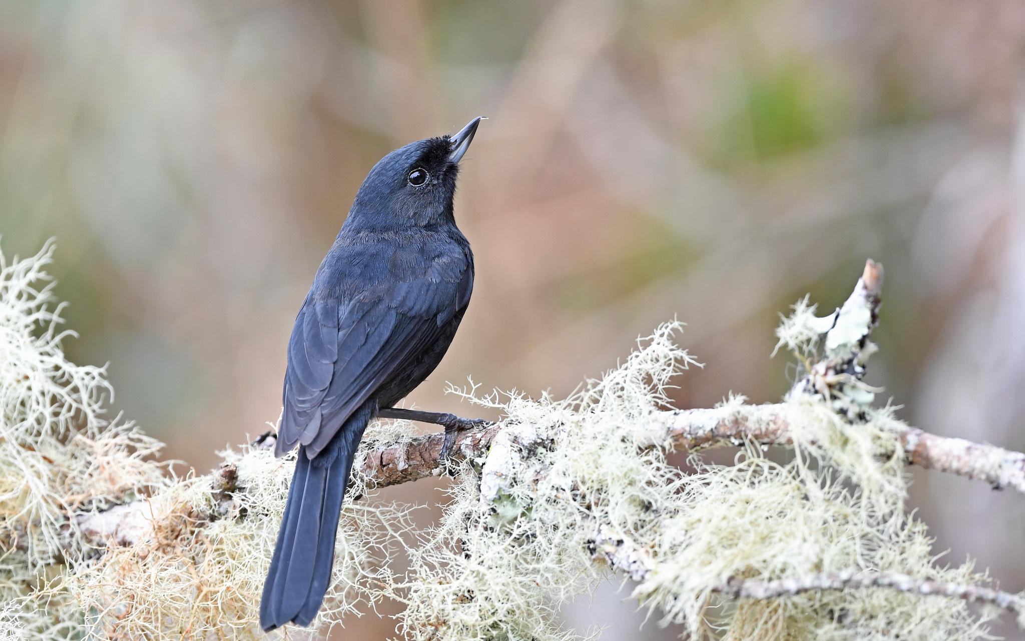 Black Flowerpiercer