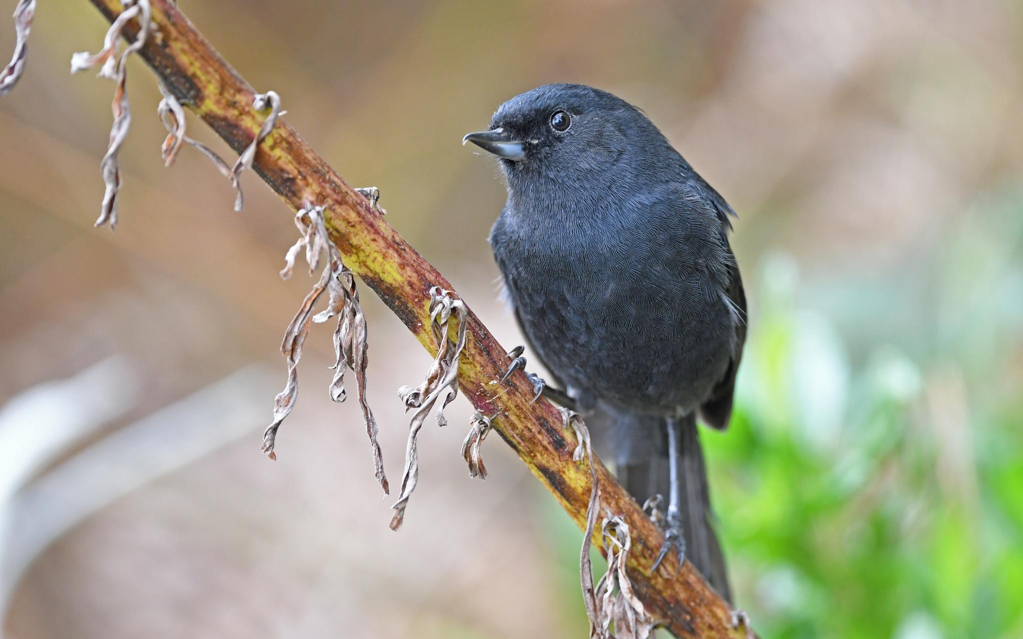 Black Flowerpiercer