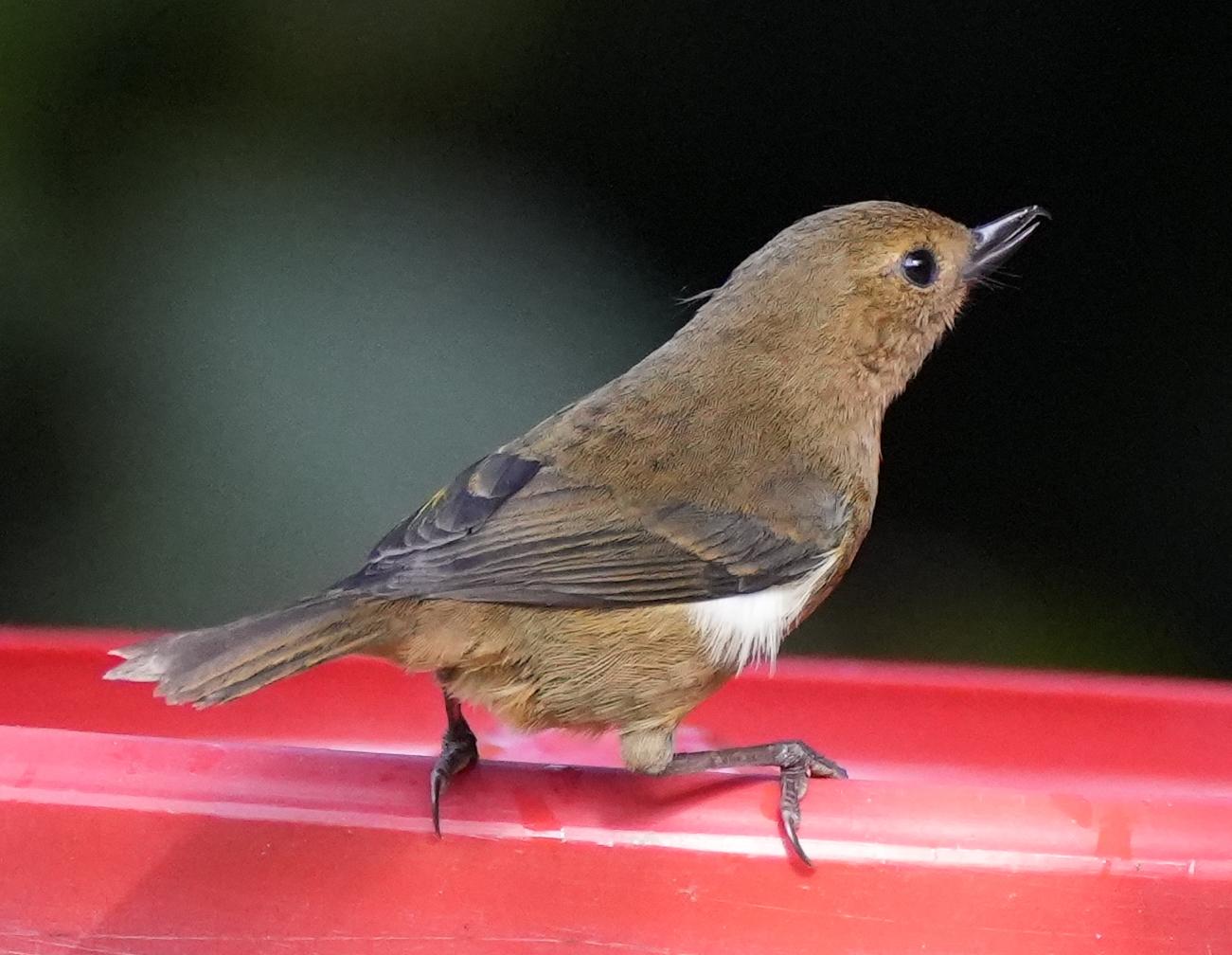 White-sided Flowerpiercer
