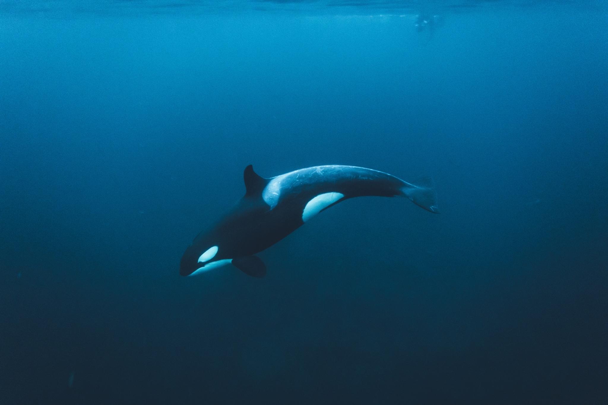 Orca