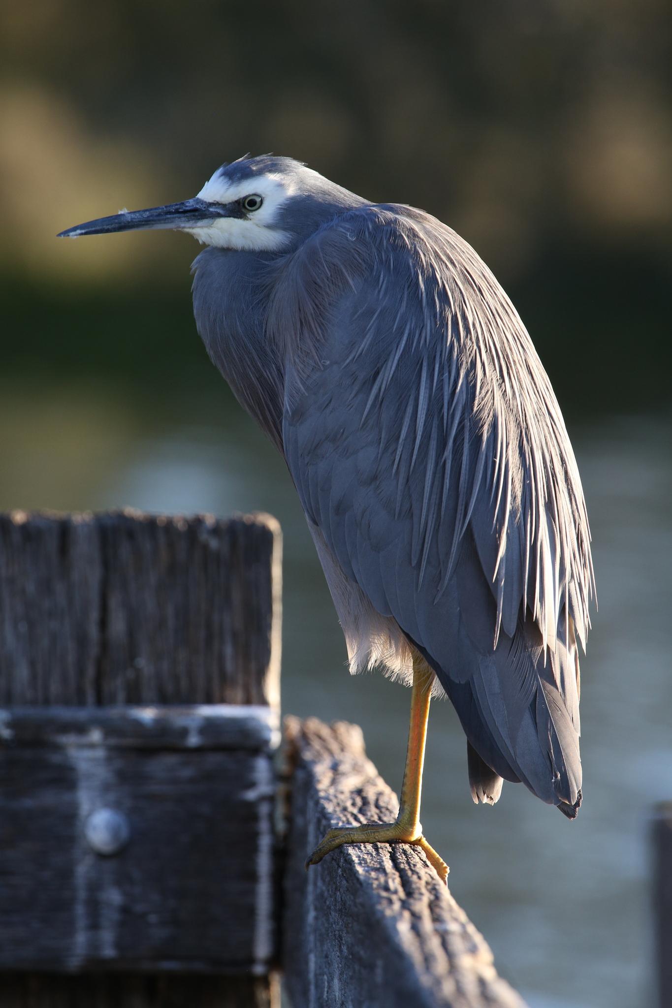 White-faced Heron