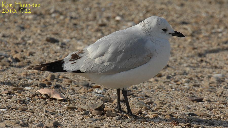 Gaviota Relicta