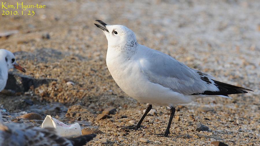 Gaviota Relicta