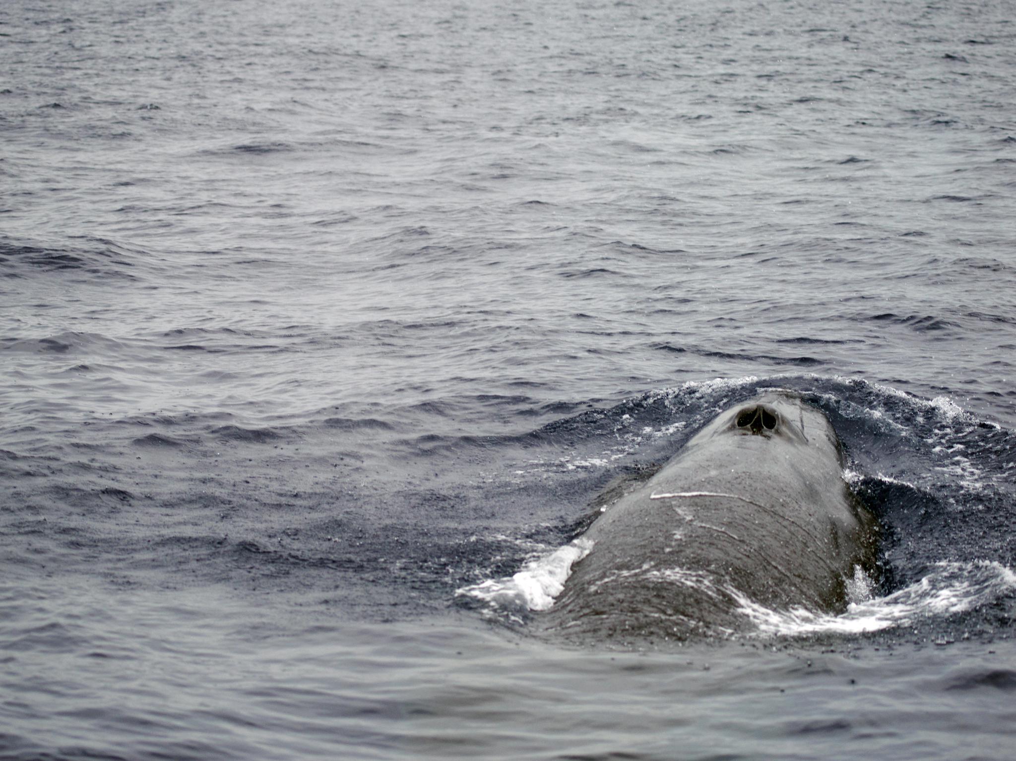 Ballena tropical