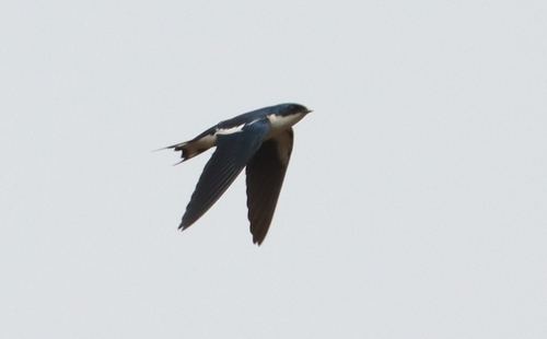 Golondrina Alipinta