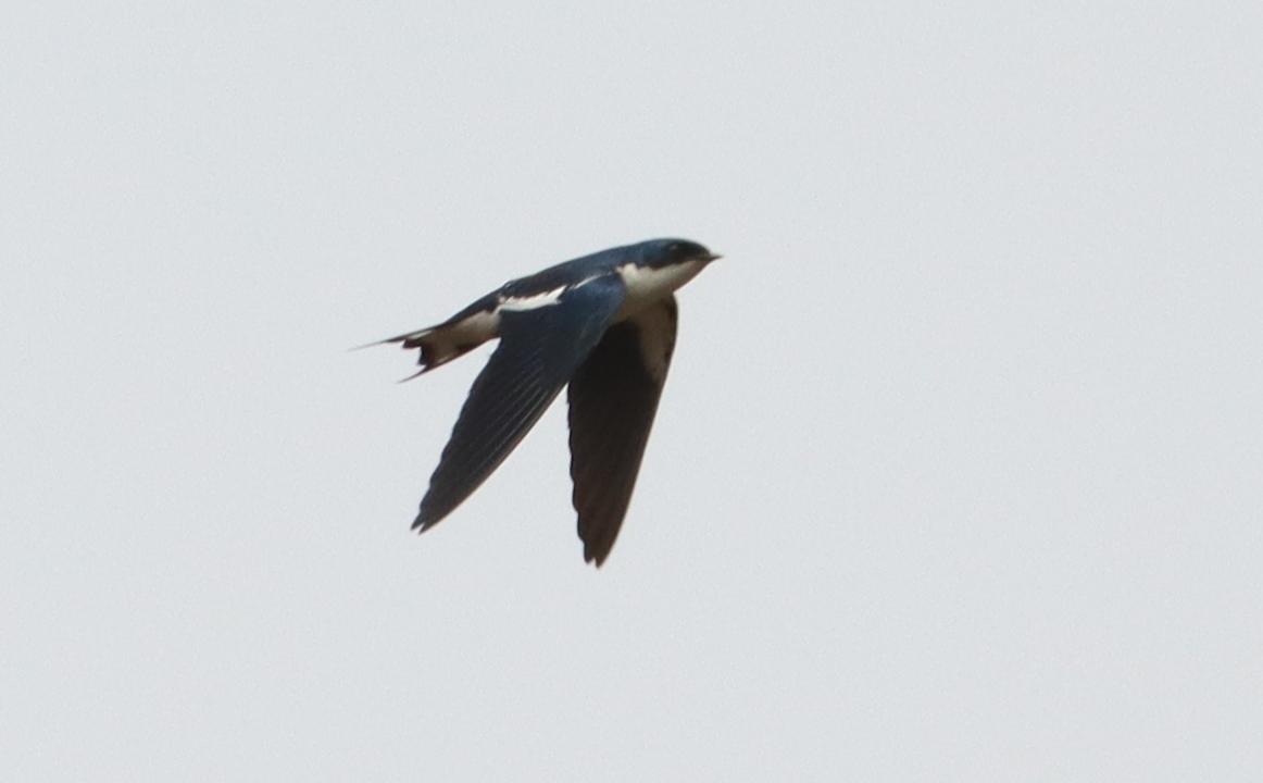 Golondrina Alipinta