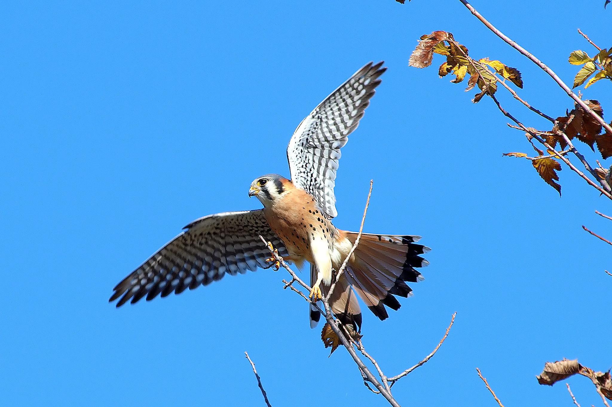 Cernícalo americano
